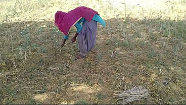 Desi Indian Boyfriend Ngewein Ceweknya Yang Lagi Kerja Di Sawah, Crot Di Dalem.